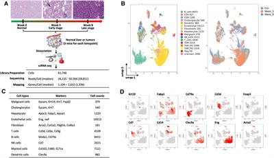 Single-cell RNA sequencing reveals cancer stem-like cells and dynamics in tumor microenvironment during cholangiocarcinoma progression